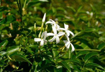białe kwiaty jaśminu, Jasminum  © kateej
