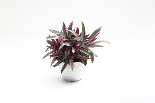 Tradescantia spathacea (Moses in the Cradle) with Dark-green, lance-shaped leaves and purplish-red undersides isolated on white background. Beautiful houseplant stock images.