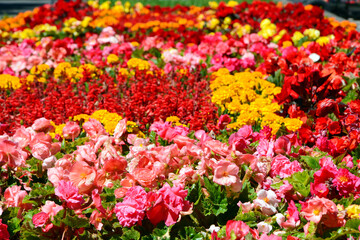 kolorowy dywan kwiatowy