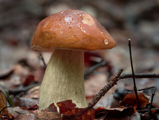 Mushroom in the rainy forest, Boletus edulis