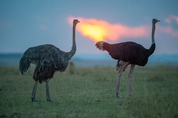 Keuken spatwand met foto Africa Kenya Masai Mara reserve  ostrich at sunset. © 169169