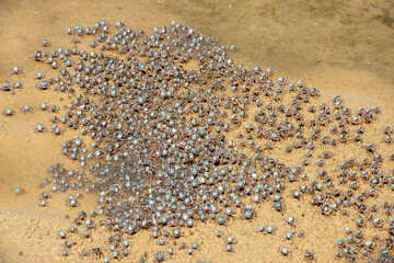 Soldier crabs on the sand flats at Urunga on the north coast of New South Wales, Australia.