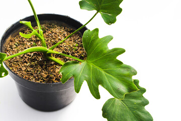 Philodendron selloum on black pot isolated on white background. Close-up view of tropical leaves. houseplant for home decor.
