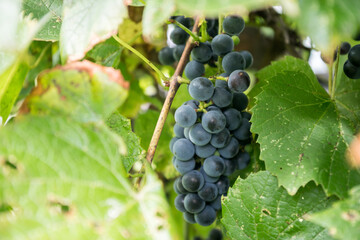Cluster of Grapes