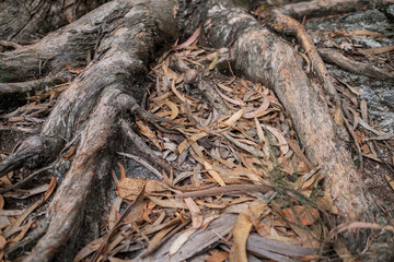Fallen eucalyptus leaves on the ground among the roots.