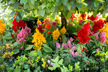 Flowers of Celosia argentea, commonly known as the plumed cockscomb or silver cock's comb.