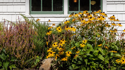 Black Eyed Susans Blooming in the late summer - a garden border with heather and rudbeckia - obrazy, fototapety, plakaty