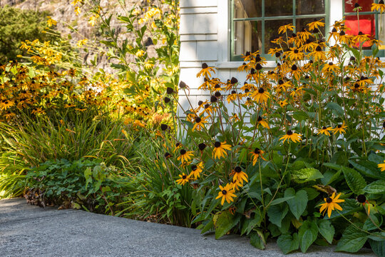 Black Eyed Susans Blooming in the late summer - a garden border with heather and rudbeckia