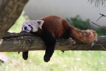 Deurstickers rode panda in boom © michiels