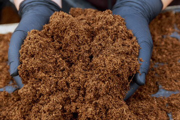 Pile of peat in a woman's hand. Sowing vegetables in fertile soil. - obrazy, fototapety, plakaty