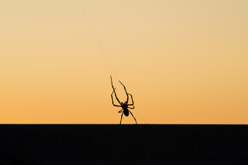 Silhouette of a small hairy spider against a sunset colored background