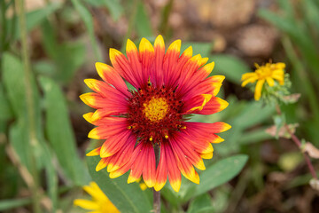 0013 indian blanket