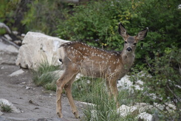 Naklejka na ściany i meble Mule deer fawn in Wasatch National Forest, Utah between Silver Lake and Lake Solitude