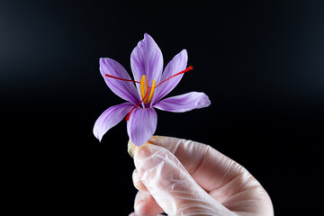 Saffron crocus with three stamens on a black background holds the hand of a girl.