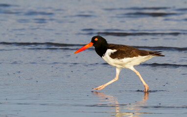 American oystercatcher (Haematopus palliatus) running along the ocean beach at early morning, Galveston, Texas, USA.