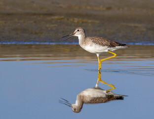 Greater yellowlegs (Tringa melanoleuca) wading in shallow water of tidal marsh, Galveston, Texas, USA.