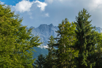 Alpenwald vor Zugspitze