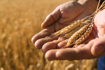 Wheat field. Ears of golden wheat. Beautiful Sunset Landscape. Background of ripening ears. Ripe cereal crop. closeup
