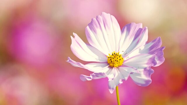 Cute Pink Cosmos Blossom Blooming and Blowing with The Wind in A Botanical Garden in The Afternoon in Autumn or Fall, Flower Image, Nobody	