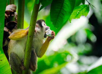 squirrel monkey on a branch eating a banana. - Powered by Adobe