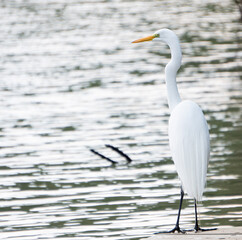 Obraz premium great white heron