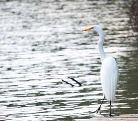 great white heron