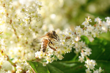 Nahaufnahme einer Biene bei der Arbeit. Bestäubung von Blüten im heimischen Garten. Grünes Paradies im Sommer in Deutschland. Makro Aufnahme von Insekte. 