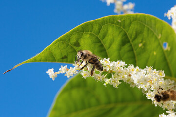 Nahaufnahme einer Biene bei der Arbeit. Bestäubung von Blüten im heimischen Garten. Grünes...