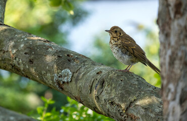 Singdrossel (Turdus philomelos)