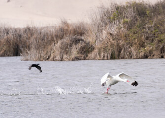 ducks in flight