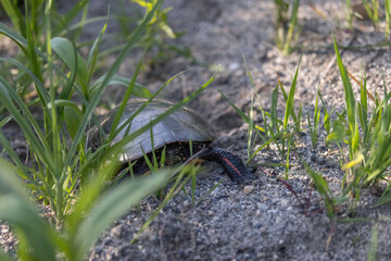 Painted Turtle