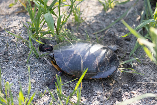 Painted Turtle covering nest with back feet in sandy substrate