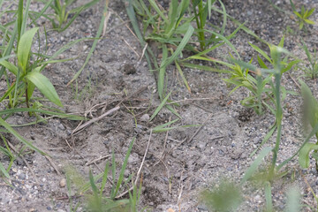 Painted Turtle nest, just completed