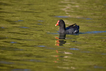 common gallinule (Gallinula galeata) swimming on a lake