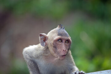 可愛いサル