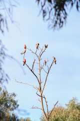 a mixed flock of native Australian Galah's and Rainbow Lorikeet's resting perched on a dead tree, Melbourne, Victoria
