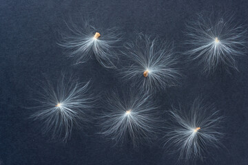 flower seeds with fuzzy bristles or pappus or white floaties on a black background