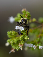 Bumblebee on an Oregano Plant