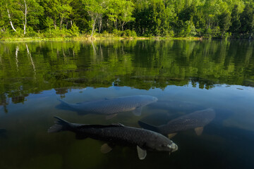 新緑が広がる高原の湖畔と水中にいる鯉の群れ
