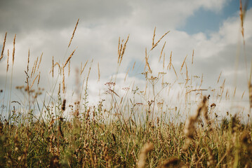Fototapeta premium reeds in the morning