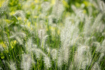 grass background