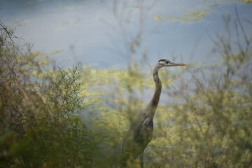 great blue heron in the marsh