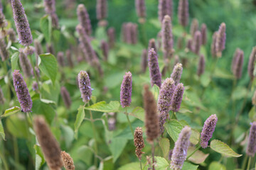 perennial flowers approaching the end of the growing season