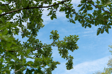 green leaves against blue sky