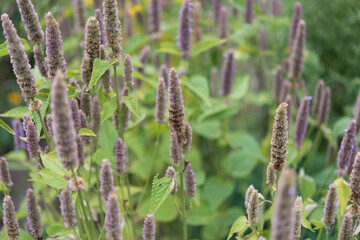 perennial flowers approaching the end of the growing season