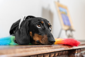 Lovely tired dachshund puppy in maid uniform with feather duster for cleaning is lying on wooden...