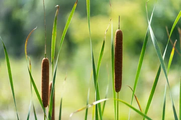 Foto op Canvas reeds or cattails on a bokeh background © eugen
