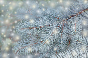 Coniferous tree branch with snowflakes. Christmas background.