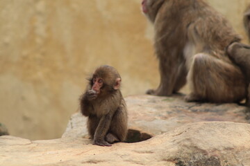 a baby macaque monkey in a monkey display in a botanical gardens, Launceston, Tasmania