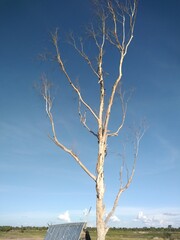 Nature,cold, landscape, frost, wood, 